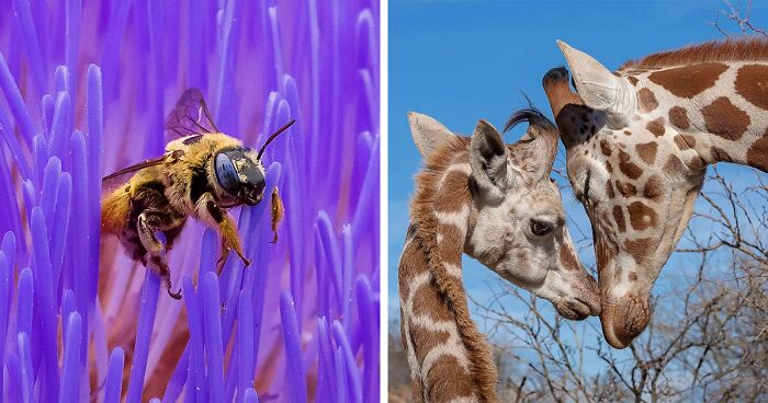 80 Unforgettable Moments Featuring Wildlife Captured By Photographer Joe Neely