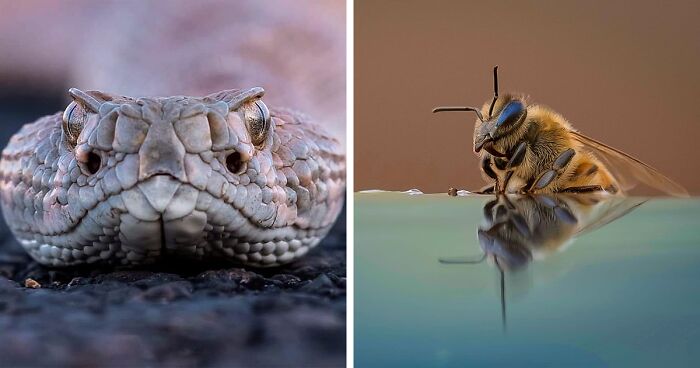 Photographer Captured Moments Featuring Wild Animals, Offering A Glimpse Into Their Life