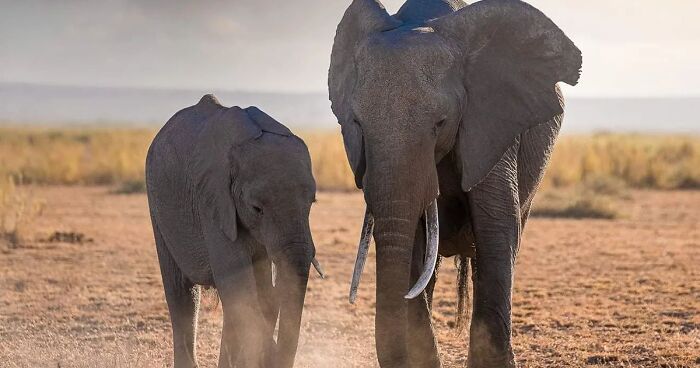 This Photographer Traveled The World And Took 80 Captivating Wildlife Pictures