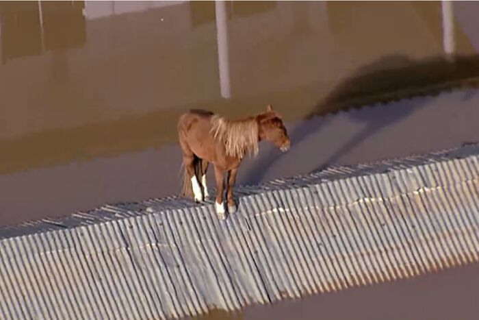 These Dedicated Volunteers Are Rescuing Thousands Of Animals From Rio Grande Do Sul Floods