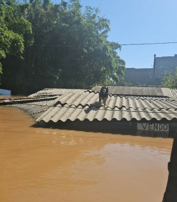 These Dedicated Volunteers Are Rescuing Thousands Of Animals From Rio Grande Do Sul Floods