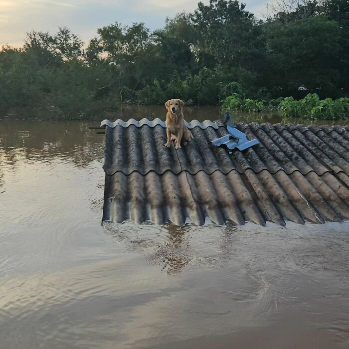 These Dedicated Volunteers Are Rescuing Thousands Of Animals From Rio Grande Do Sul Floods