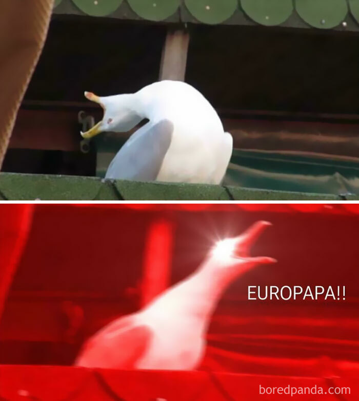 Eurovision-Memes-2024