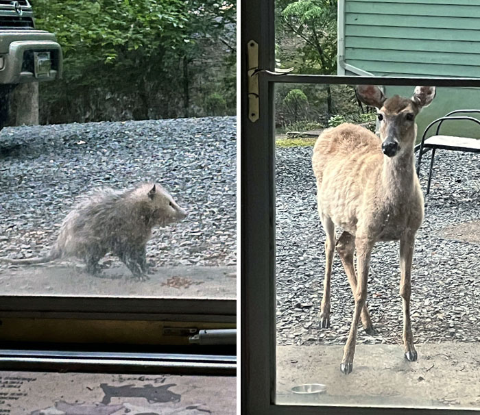 No, I Don’t Own A Zoo, But It Feels Like It. Pictures Taken 2 Days Apart