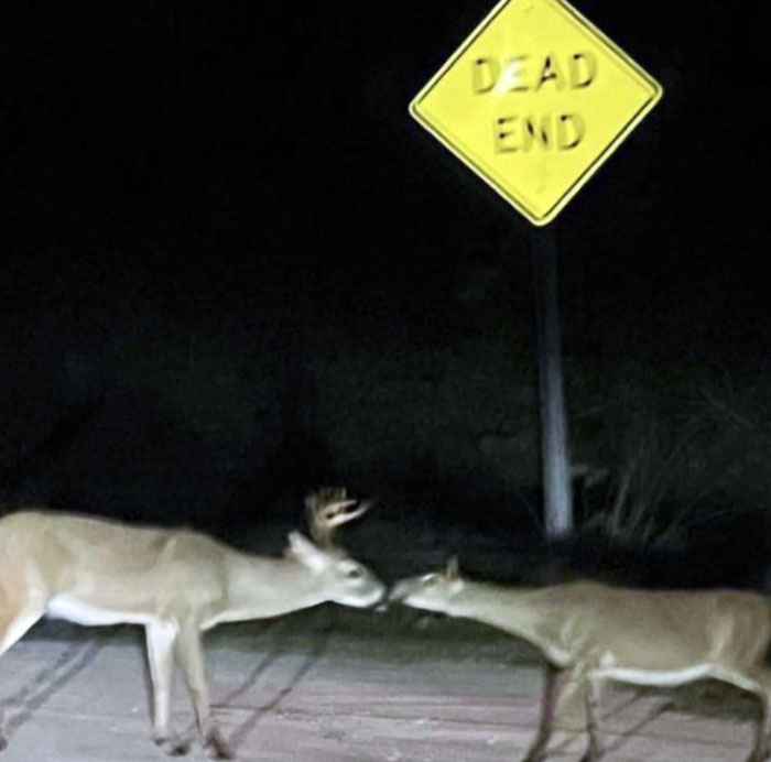 I Was Taking A Photo Of A Deer On A Trip, And Another Deer Came Out And Smooched It