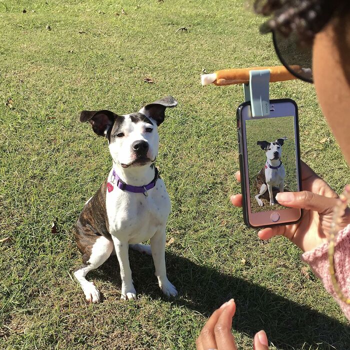 Say Cheese With A Pet Selfie & Portrait Tool For Adorable Photos