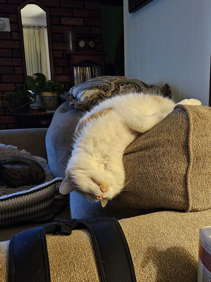 Moose, Asleep, Sliding Off His Pillow