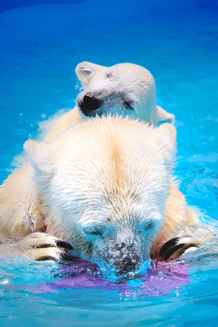 12 Adorable Portraits Of Polar Bear Mother Playing With Her Cub In The Water That I Took At The Zoo