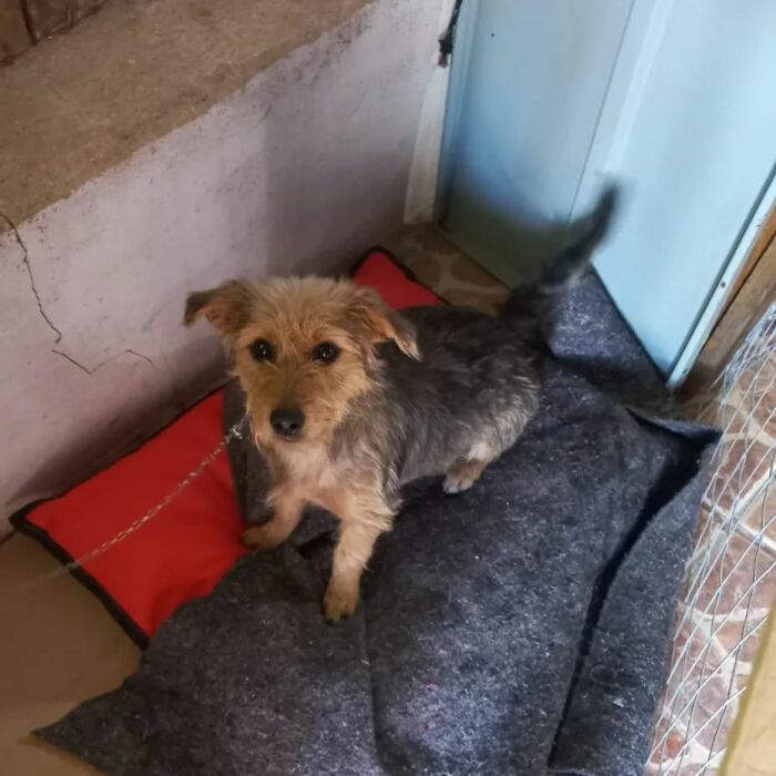 These Dedicated Volunteers Are Rescuing Thousands Of Animals From Rio Grande Do Sul Floods