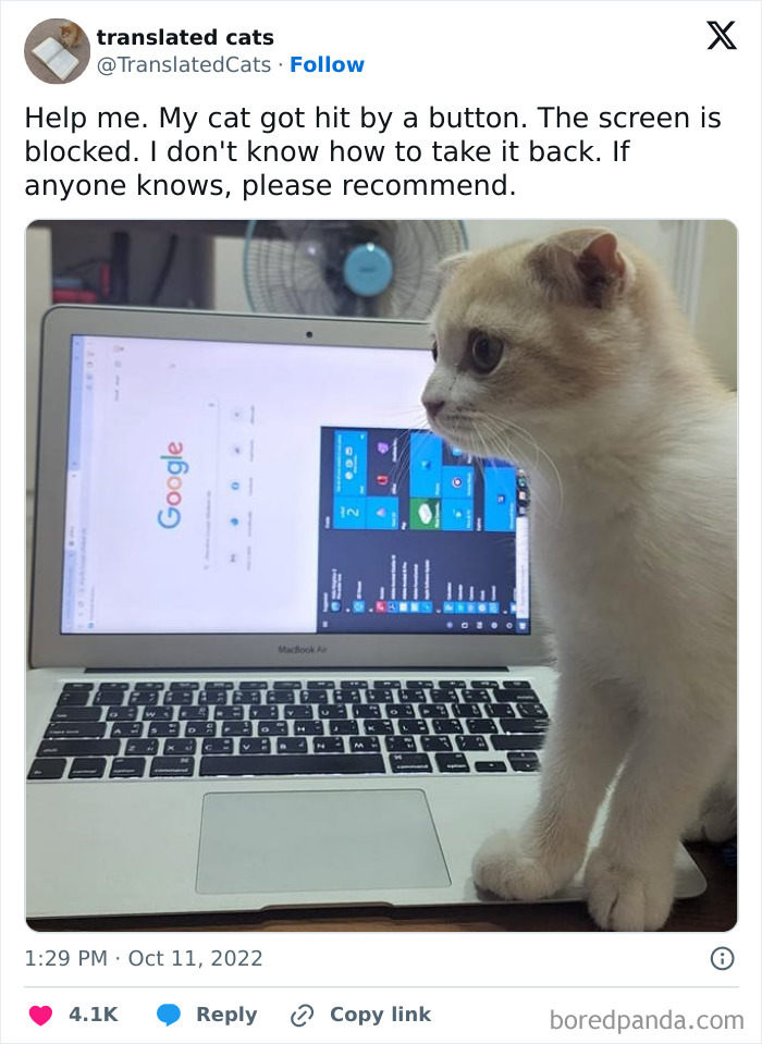 This Cat Did Not Just Install Windows On A MacBook