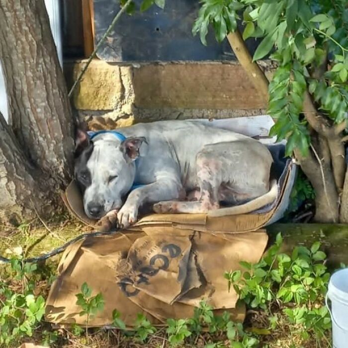 These Dedicated Volunteers Are Rescuing Thousands Of Animals From Rio Grande Do Sul Floods