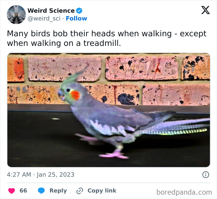 Weird-Science-Tweets