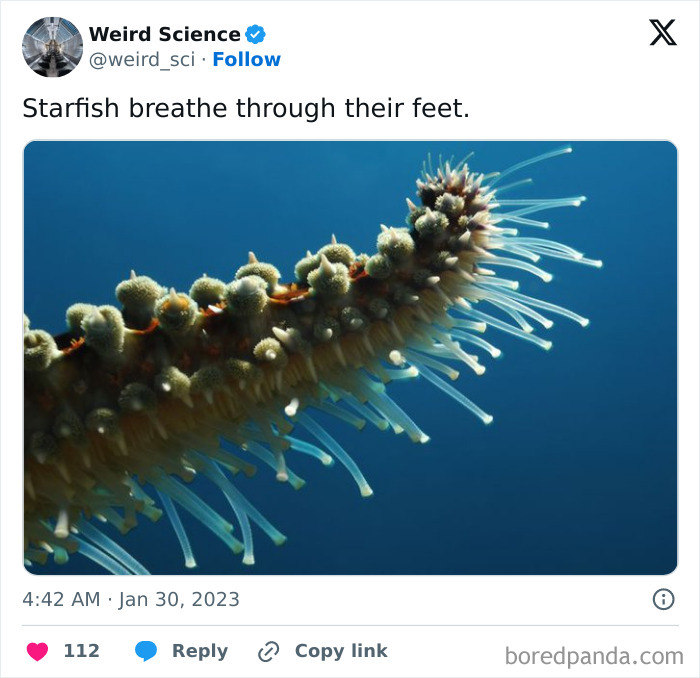 Weird-Science-Tweets