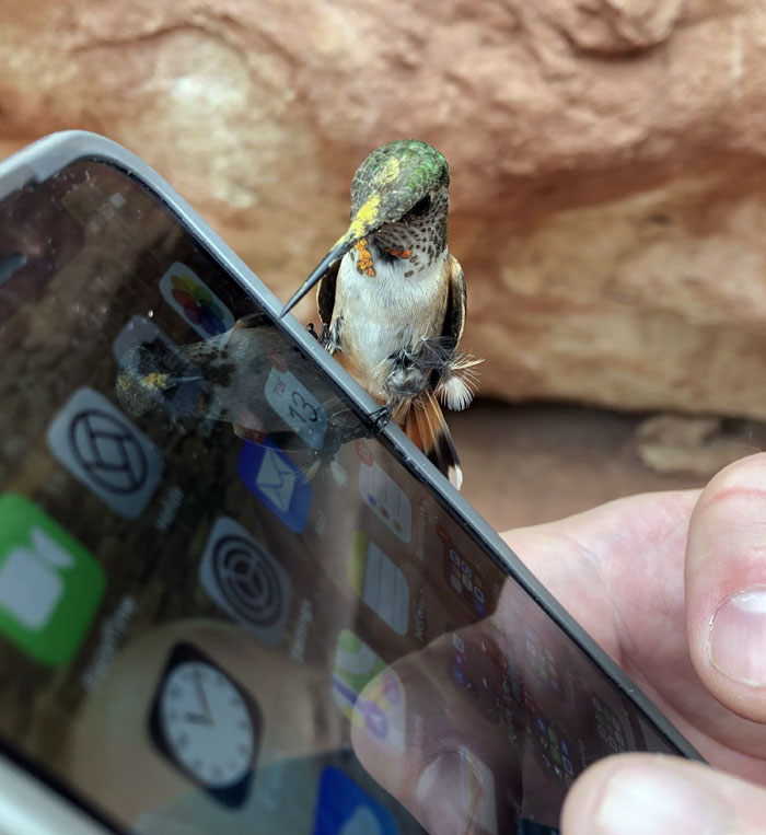 A Hummingbird Chilled On My Phone Today