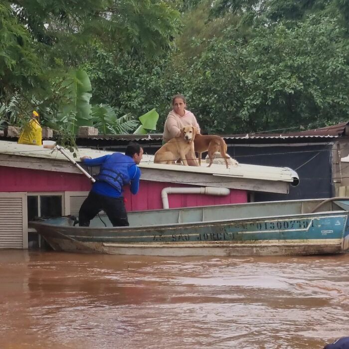 These Dedicated Volunteers Are Rescuing Thousands Of Animals From Rio Grande Do Sul Floods In Brazil