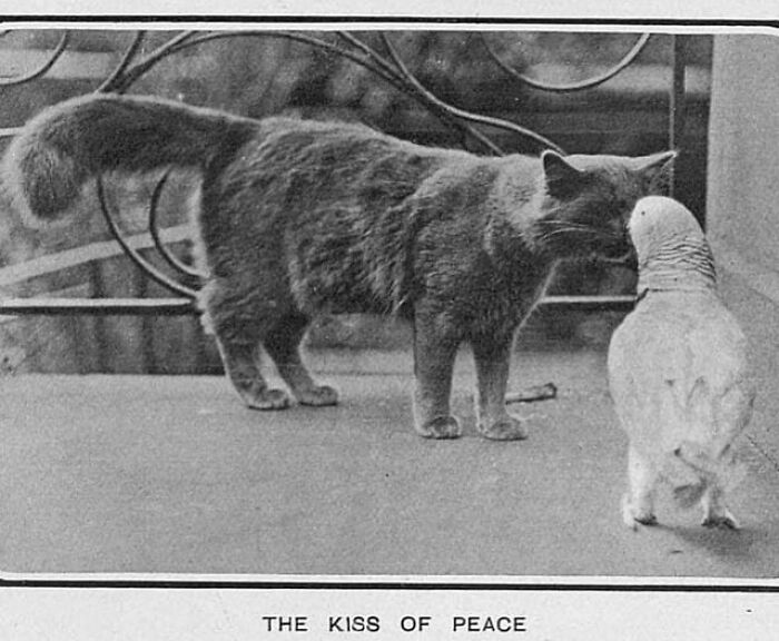 "The Kiss Of Peace” Tatler, London, England, September 27, 1905