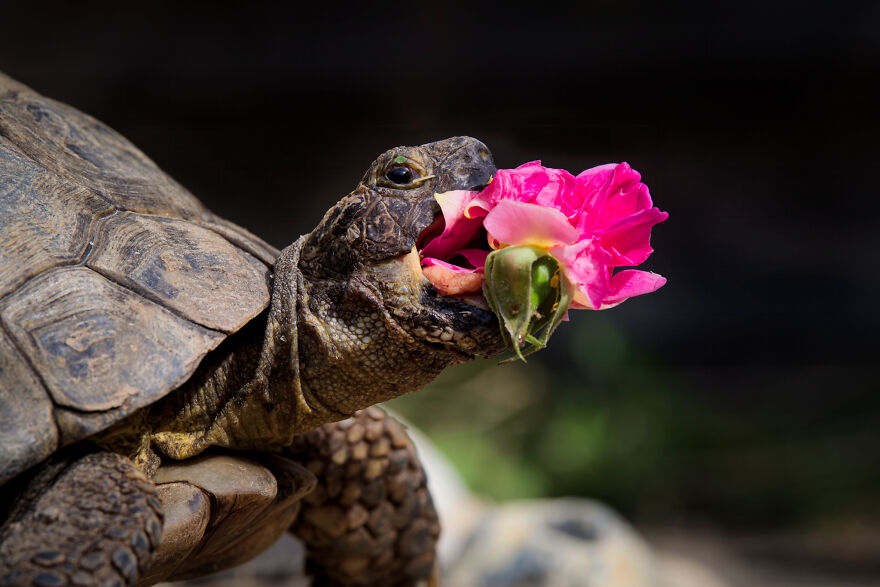 'New Rose' By Jonathan Casey