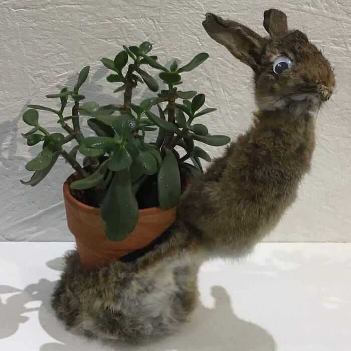 Terrible-Bad-Taxidermy-Fails