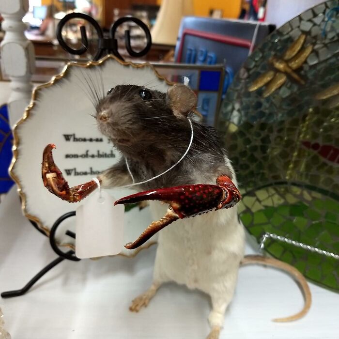 Terrible-Bad-Taxidermy-Fails