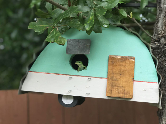 This Lizard Lives In My Birdhouse