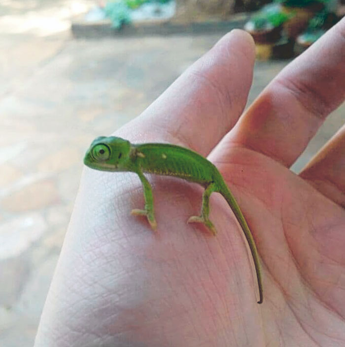 A Young Chameleon Was Found In My Yard