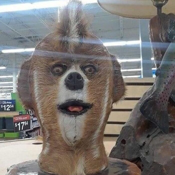 30 Taxidermy Fails From This IG Page That Are So Bad They’re Good ...