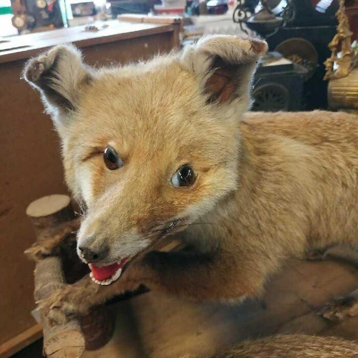 Terrible-Bad-Taxidermy-Fails