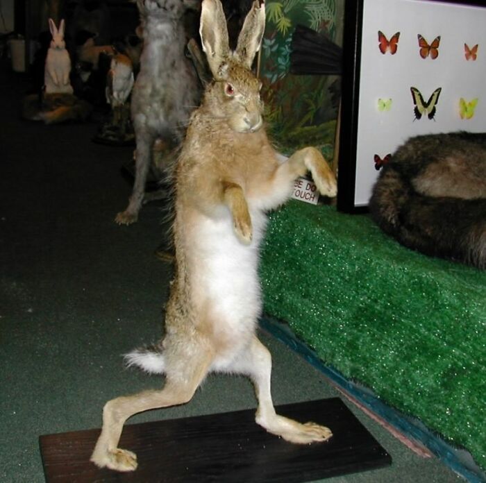 Terrible-Bad-Taxidermy-Fails