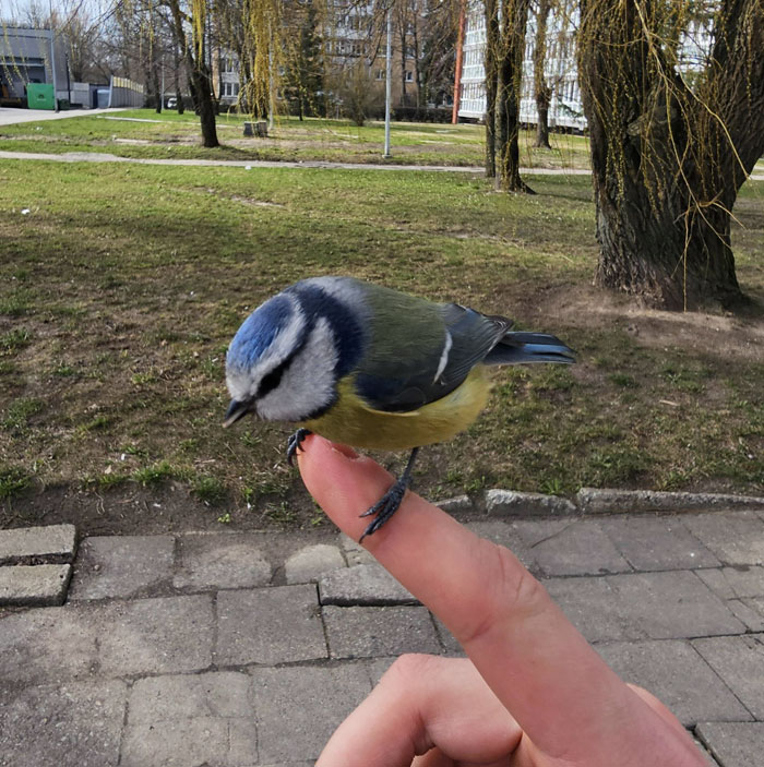 This Bird Just Flew Onto My Finger And Then Flew Away Again