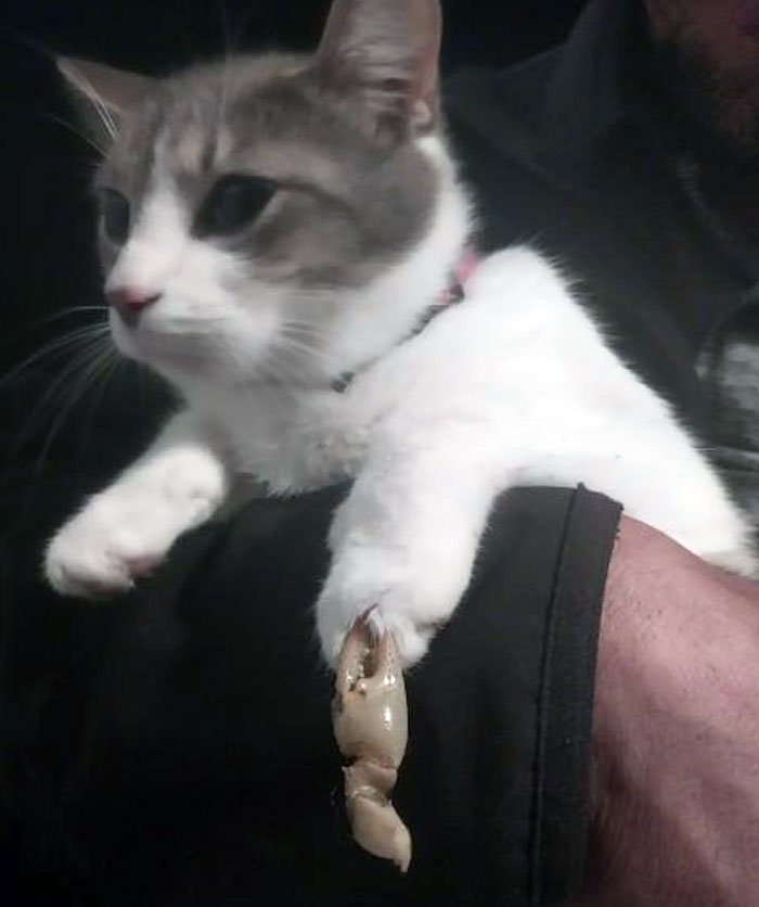 My Cat Came Home With A Crayfish Claw Clamped To Her Paw