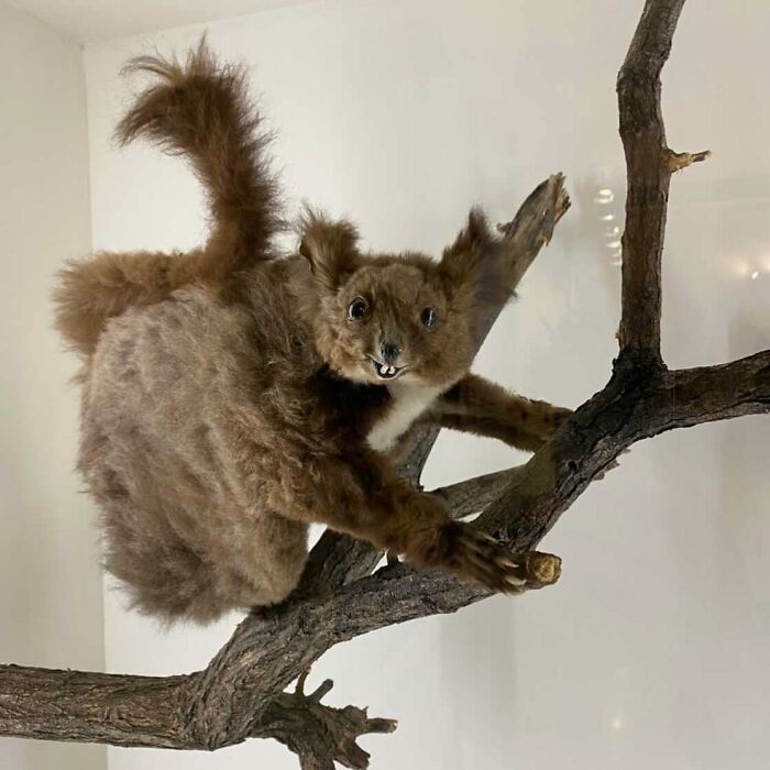 30 Taxidermy Fails From This IG Page That Are So Bad They’re Good ...