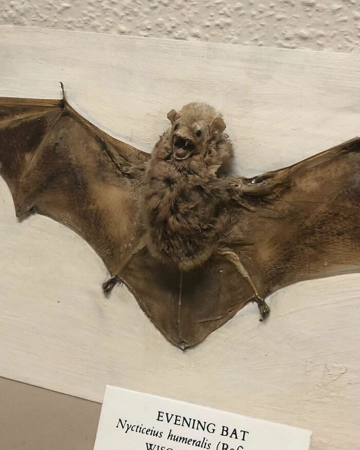 Terrible-Bad-Taxidermy-Fails