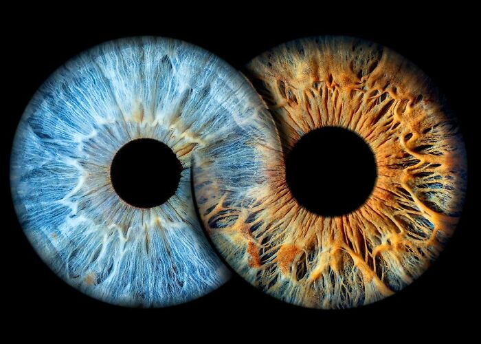 The Complex Business Of Iris Photography Is Capturing The Beauty Of The Human Eye In Immense Detail