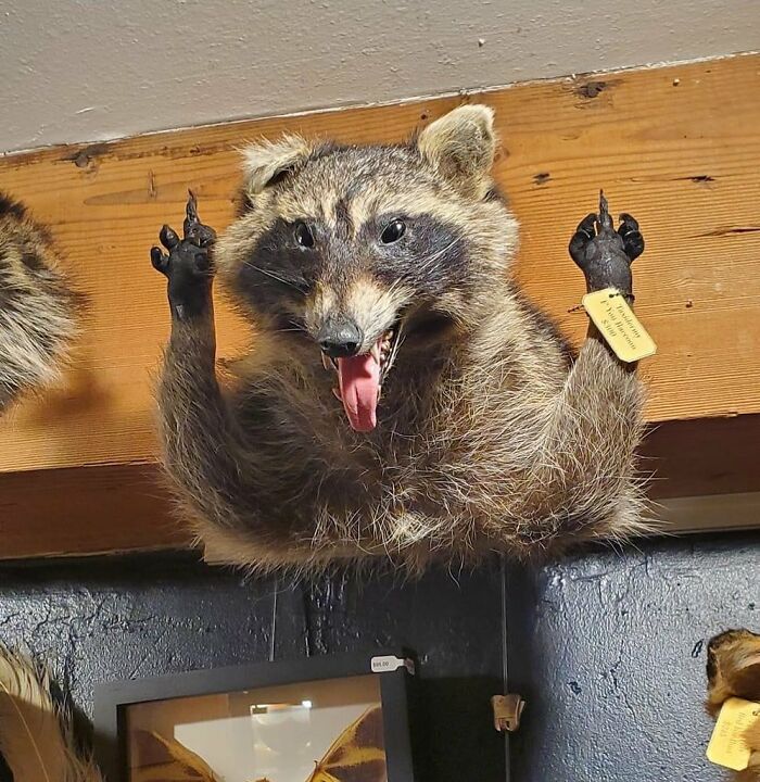 Terrible-Bad-Taxidermy-Fails