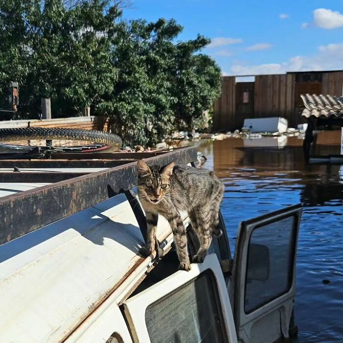 These Dedicated Volunteers Are Rescuing Thousands Of Animals From Rio Grande Do Sul Floods In Brazil