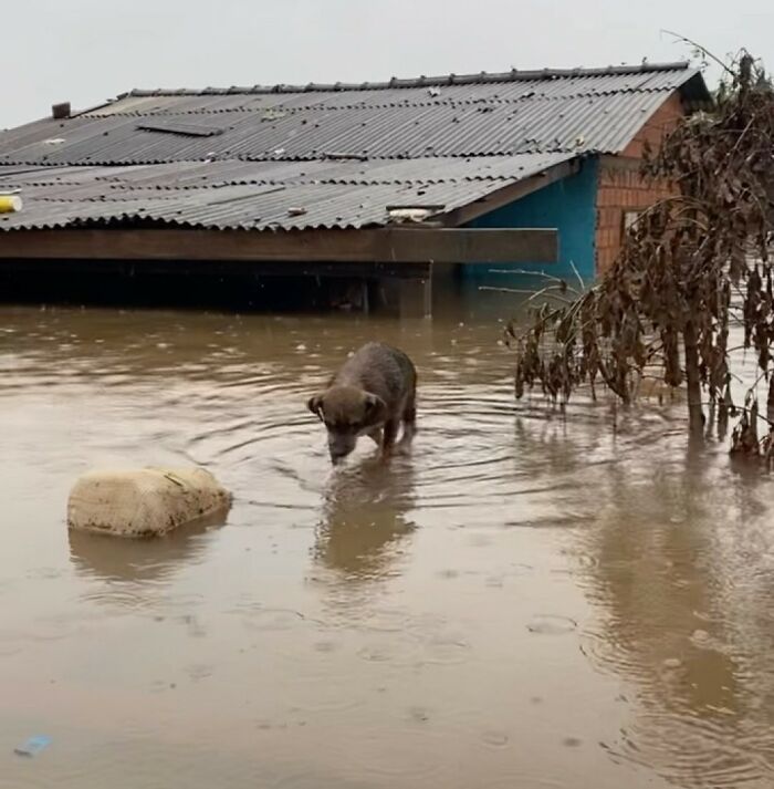 These Dedicated Volunteers Are Rescuing Thousands Of Animals From Rio Grande Do Sul Floods