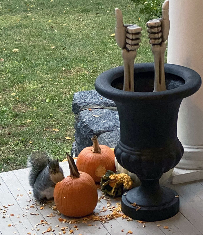 This Fat Squirrel Is Eating My Pumpkins