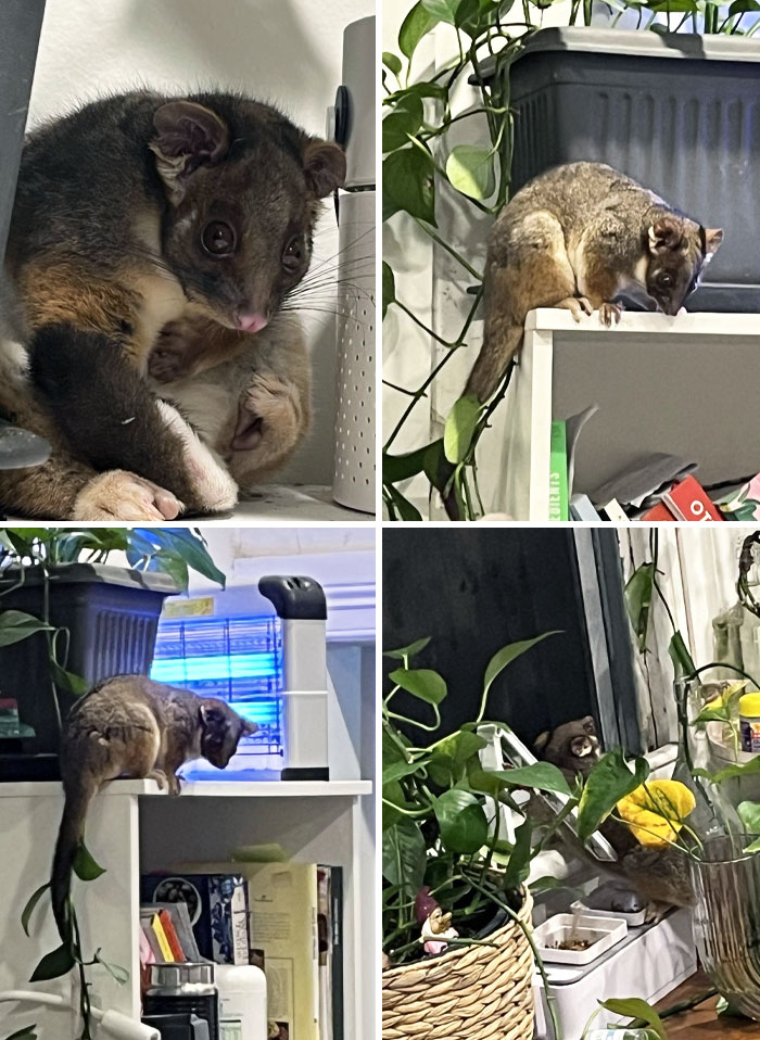 A Ring-Tailed Possum Has Moved In And Refuses To Leave Through The Open Windows Or Back Door. I Called The Specialists, And They Said He'd Probably Move Out Soon Enough