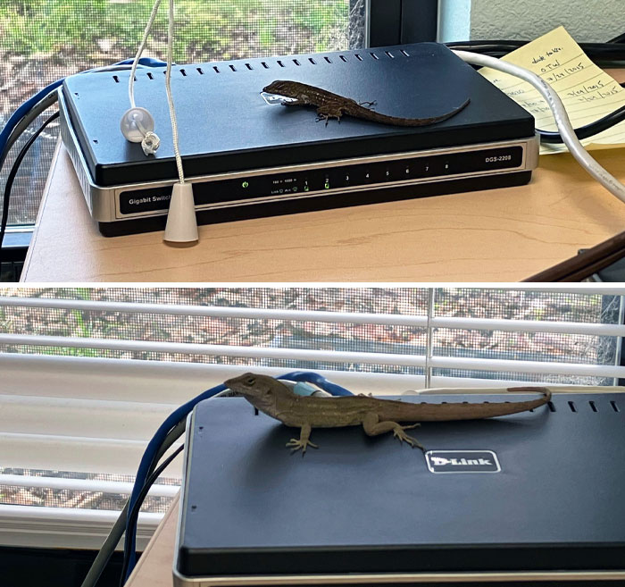 I Went Into My Office The Other Day And Found A Lizard Basking On The Warm Ethernet Switch. The Next Day, I Found A Different Lizard In The Same Spot