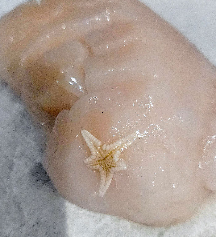 I Found A Tiny Starfish On A Thawed Scallop