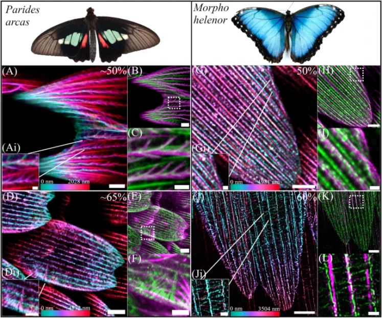 Butterflies’ Scale Nano-Structures Are So Powerful That They Don’t Fade From Ultraviolet Sun Rays
