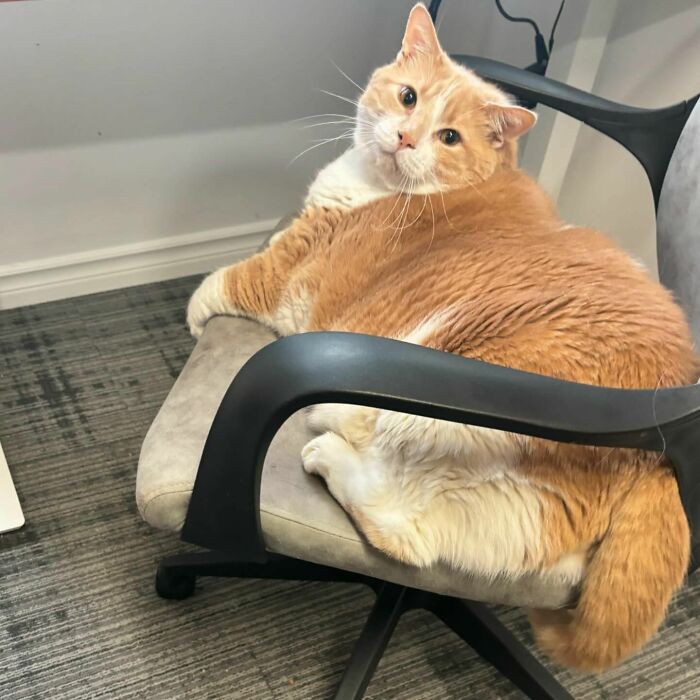 Meet Axel: The 43-Pound Cat Whose Weight Loss Journey Will Melt Your Heart