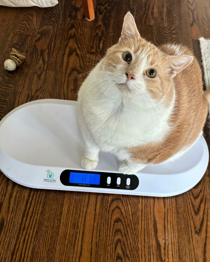 Meet Axel: The 43-Pound Cat Whose Weight Loss Journey Will Melt Your Heart