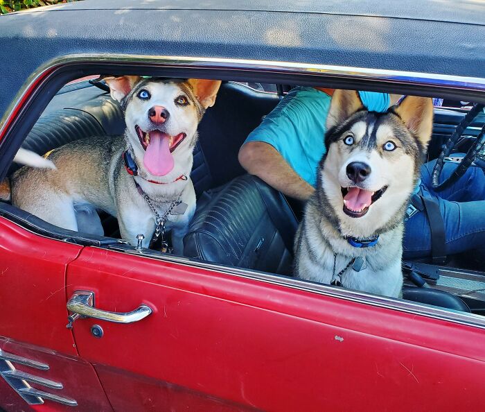 Alice And Delores Love Their Car Rides!