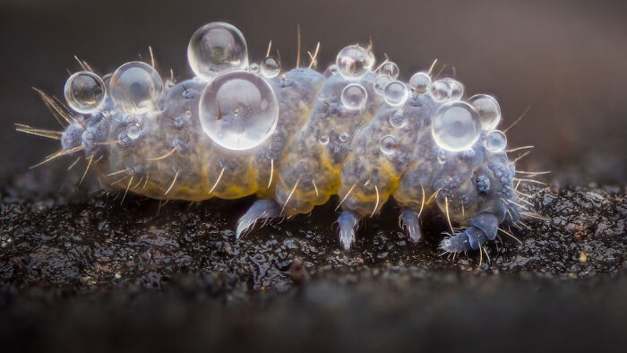 Finalist: "Moss Springtail" By Alexis Tinker-Tsavalas