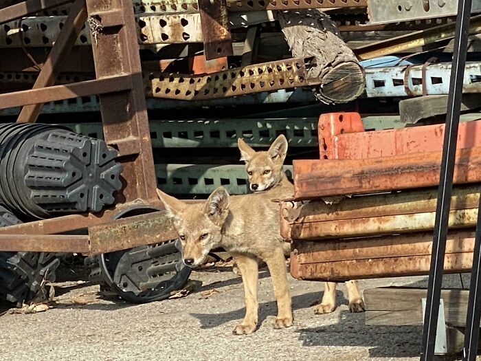 Some Coyote Pups At Work This Morning