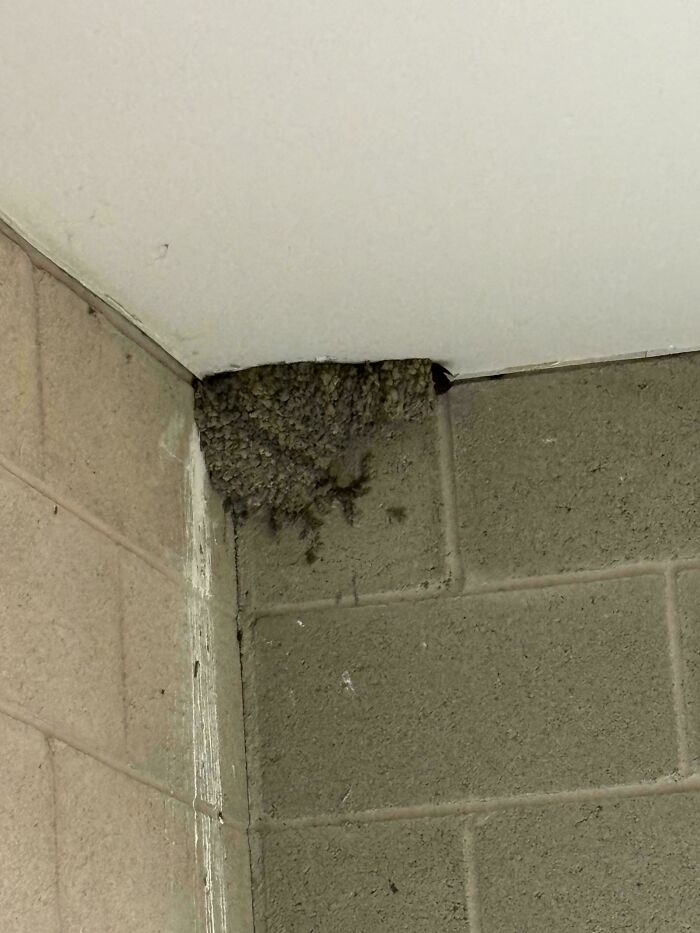 ¿Qué tipo de nido es este?