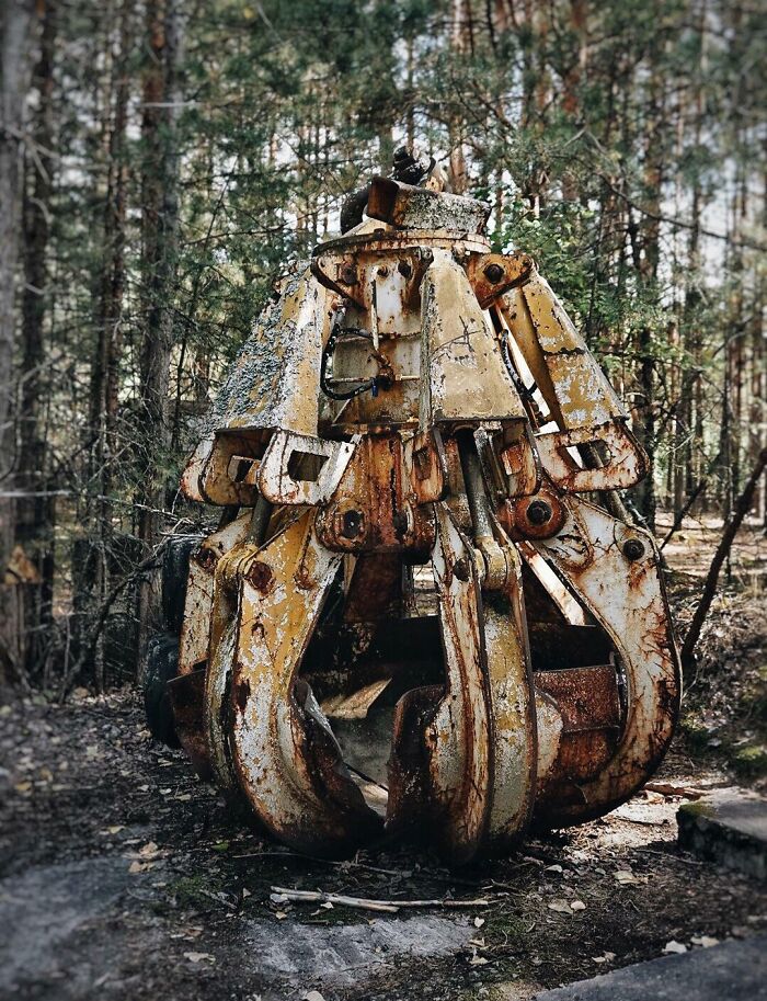 The Claw In The Forest