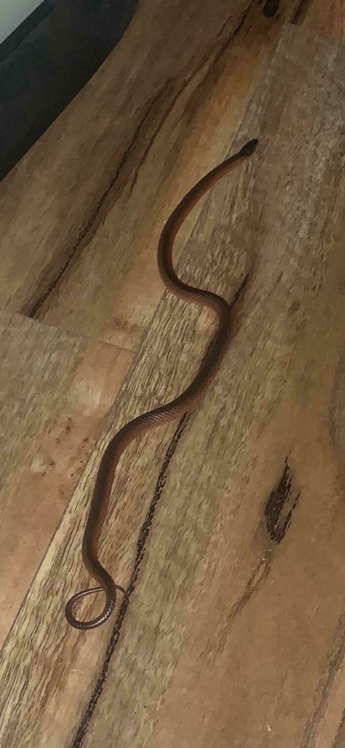 Does Anyone Know What This Snake Is? Was Just In My House And Now Can't Find It Scared To Go To Sleep. Far North Queensland