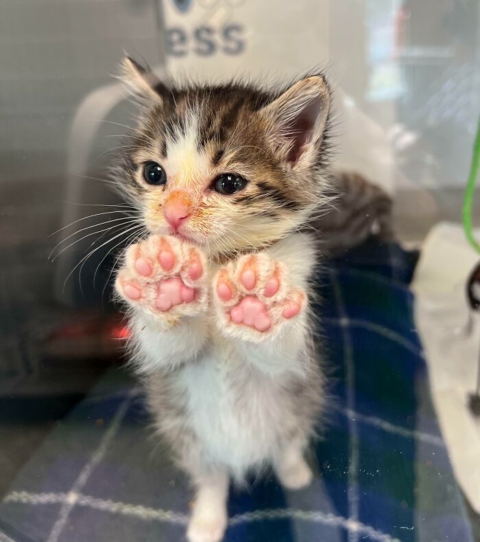 Este gatito nos enseñó sus frijolitos
